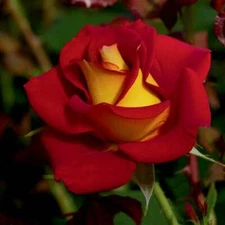 100Pcs Yellow Red Rose Seeds Flower Perennial Flowers Seeds Bloom