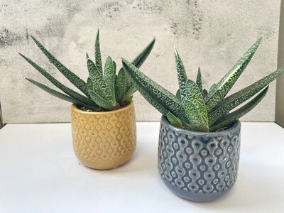 Gasteria carinata var. Gasteria carinata verrucosa 'Variegata' in 5cm pot |  eBay UK