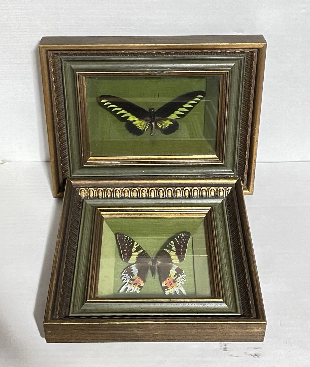 复古蝴蝶标本剥制术| eBay