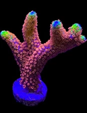 Live Coral Montipora Bubblegum Digitata 3/4”+