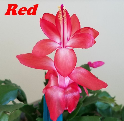 3 Colors Christmas Cactus Thanksgiving Cactus Stem Cuttings, Ready to Root - Picture 15 of 16