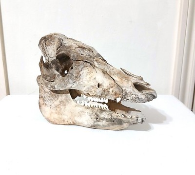 Real Boar Pig Skull Taxidermy Bone Oddity Wild Hog Teeth Gothic Decor 11 