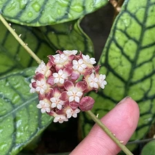 HOYA CALLISTOPHYLLA LIVE PLANT, VERY RARE TROPICAL HOUSE PLANT - 4" POT
