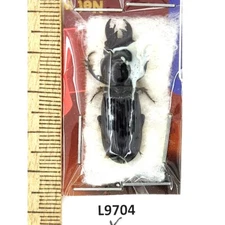 Carabidae, Scarites salinus, A1, Uzbekistan