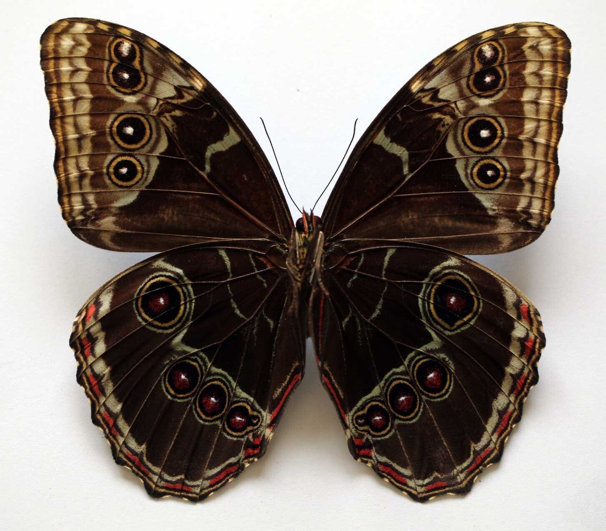 Morpho helenor pindarus 標本 ♀ MORPHO HELENOR TABOGA - Specimen no 1 - set/spread specimen | eBay