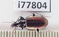 i77804. Insects, Beetles. Carabidae sp. Vietnam, Lai Chau!!!!!!!!!!!!