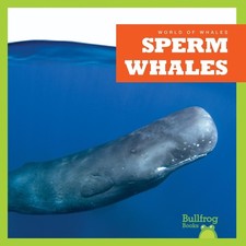 Sperm Whales by Katie Chanez (English) Hardcover Book