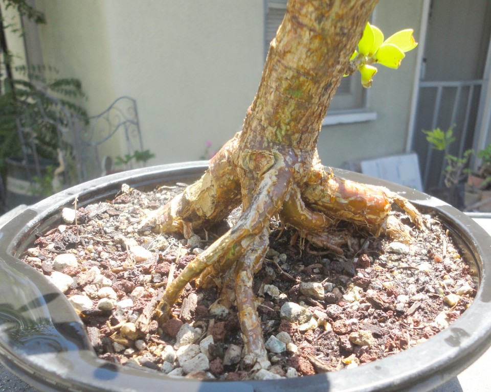 Cork Bark Jade Pre Bonsai Dwarf Kifu Fat Trunk Portulacaria Afra Flower