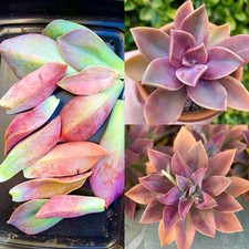 Rare Graptoveria Fred Ives Succulent 7 Large Leaves for Propagation Easy Starter