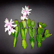 4 Cutting - White "Thanksgiving" Cactus Schlumbergera Truncata