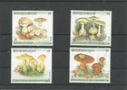 Belgium mushrooms