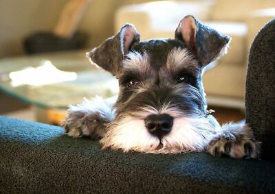 SCHNAUZER PUPPY DOG Cute Poster Picture Print Sizes A5 to A0