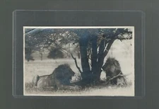 RPPC Male Lions Photo by French Safarist Col Maxwell Marcuswell Nairobi Kenya