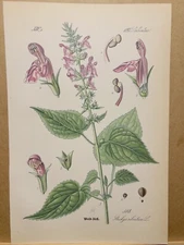 1886 ANTIQUE LITHOGRAPH ILLUSTRATION BOTANY FLOWER FLORA NATURE DECOR PICTURE...