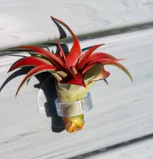 3 Suction Cup Hanger with Air Plant