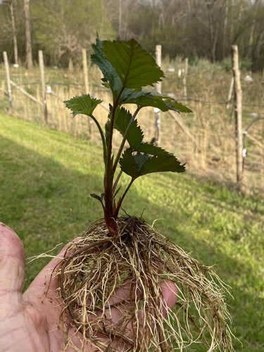 3 Triple Crown Thornless Blackberry Plants Bare Root - Picture 3 of 3
