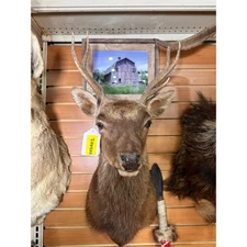 FHSIKA1 - Sika Deer taxidermy shoulder mount