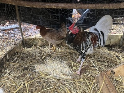 4 chicken hatching eggs for sale