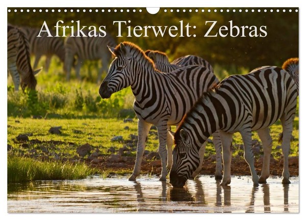 Afrikas Tierwelt: Zebras (Wandkalender 2027 Din A3 Quer), Calvendo Monatskalende-image