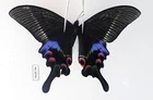 PA20761. Unmounted butterflies: Palilio krishna. North Vietnam. Very rare!!!!!!!
