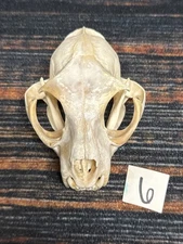 Real XL American Bobcat Skull Animal Mounts Christmas Gifts Man Cave Decor Craft