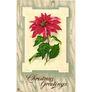 Antique Christmas Greetings Poinsettia Postcard Embossed c1910s