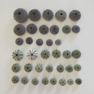 37 large and small sea urchin shells