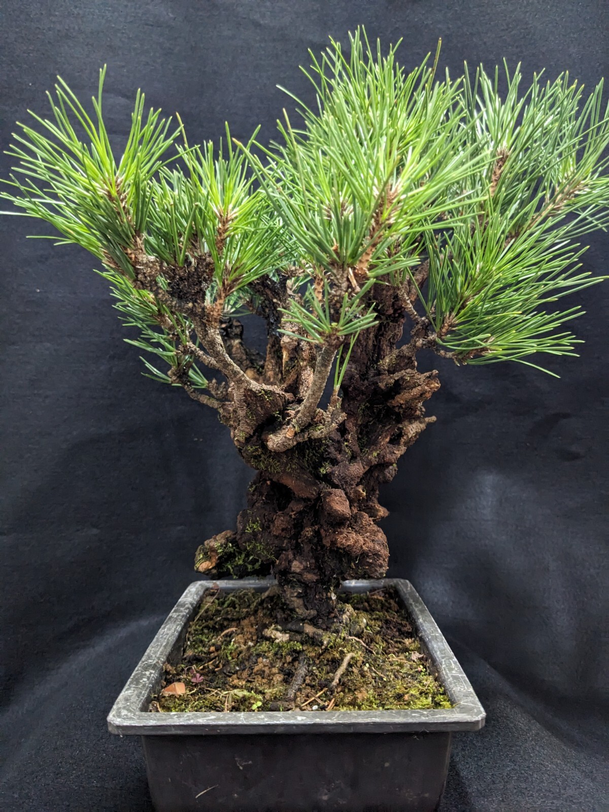 Specimen Pinus Thunbergii CORTICOSA (Cork Bark Japanese Black Pine) in