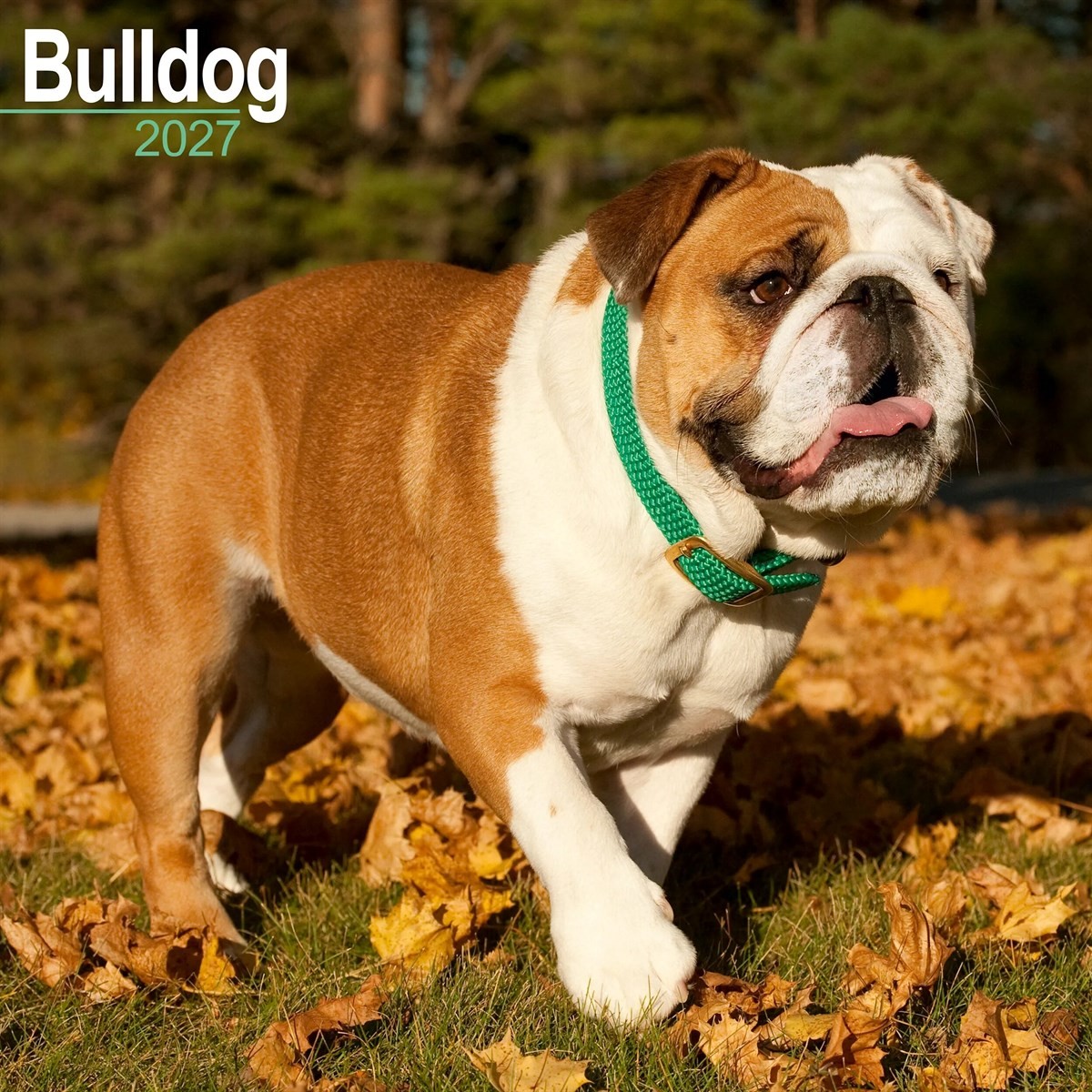 Rackhams Bulldog Calendar 2027, Wall Calendars, Month To View, Dogs, Gift - Image 5