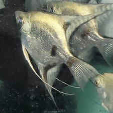 Blue Ghost / Clown Angelfish