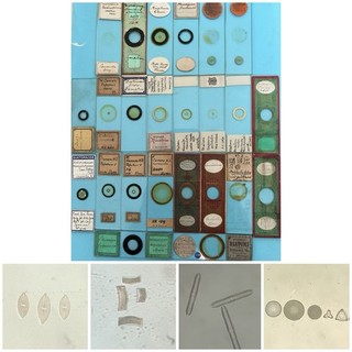Antique Cased Set Of 24 Diatom Microscope Slides. Suter Bourgogne Barnet Etc