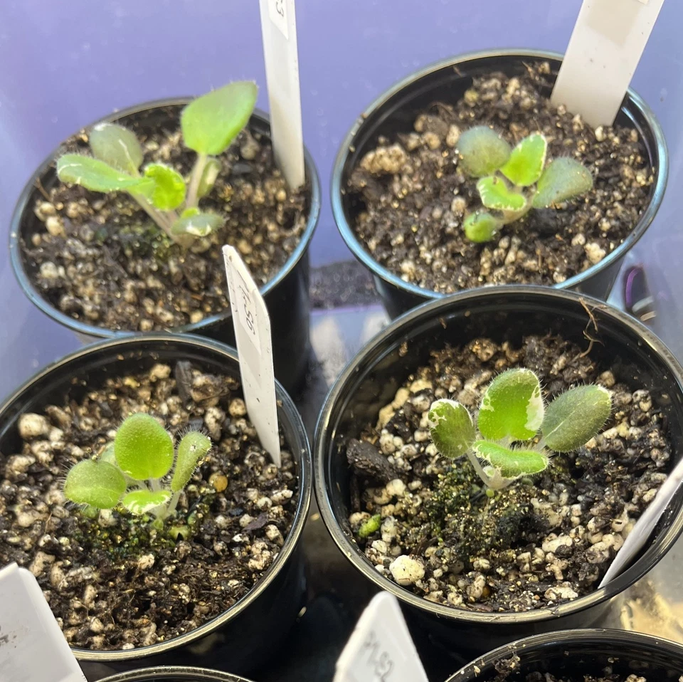 Semillas Violeta Africana 50 Plus - Colores Mezclados - Hojas Verdes - Saintipaulia Genuina Foto 4 de 4