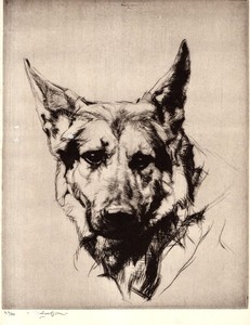 Antique German Shepherd Print 1930s Malcolm Nicholson Art Illustration 6605e