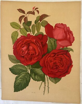 Rosa Paul Auguste Hariot Le Livre D'Or des Roses 1903 Blumen Flowers Pl 34