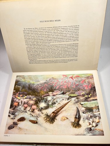 Animales de los tiempos primitivos "Animals of Prehistoric Times", edición 1956, Dust Jacket, difícil de encontrar - Imagen 14 de 24