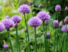 150 CHIVE / CHIVES HERB SEEDS ~ heirloomseedguy ~ 2026 ~ NON-GMO