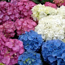 3 X MIXED HYDRANGEA MACROPHYLLA DECIDUOUS SHRUB HARDY PLANT IN POT