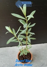 Dwarf Blue Arctic Willow - Salix purpurea - 6 to 8 inches - Purple Osier Willow