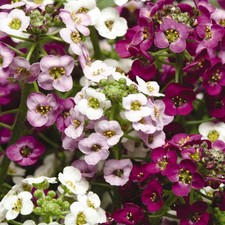 Alyssum Clear Crystal Mixed | Garden Ready Hardy Annual Bedding Plants 10 Pack