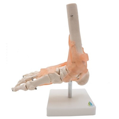 Human Foot Joint w/ Ligament Skeleton Life Size 11in Anatomical Model (USA)