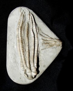 VERY COOL DOUBLE PARASCYTALOCRINUS / ABROTOCRINUS CRINOID FOSSIL CRAWFORDSVILLE!