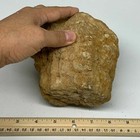 Foto 10 di 10