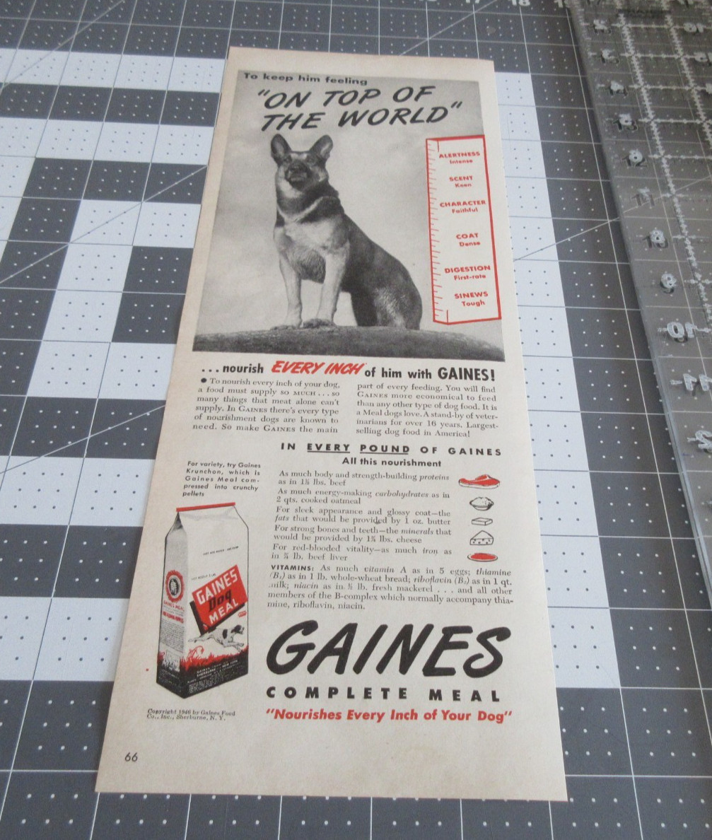 Healthy German Shepherd Standing, Vintage Print Ad 🐕