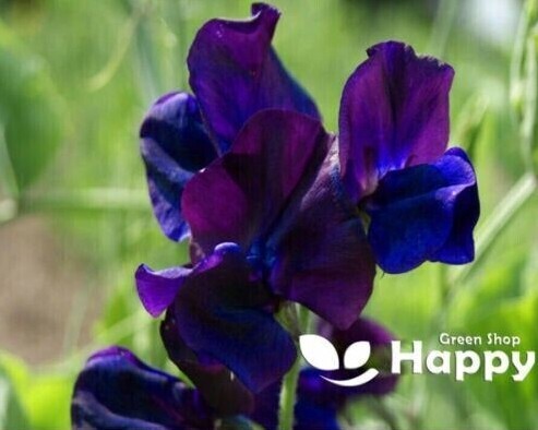 CLIMBING FLOWERS - Vines - Thunbergia Morning Glory Sweet Pea - Flower seeds - Picture 74 of 121