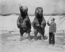Trained elephants sit up and beg 1911 Historic Old Photo
