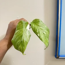 Monstera Lechleriana Vareigated Green Live house Plant Rooted 1 Node Cutting 4"