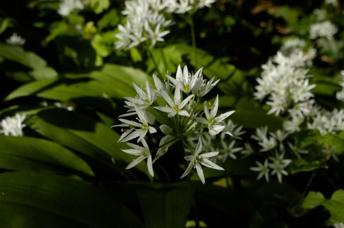 WILD GARLIC HERB ALLIUM URSINUM RAMSONS WILD FLOWER NATURAL SEED 50 SEEDS - Picture 17 of 17