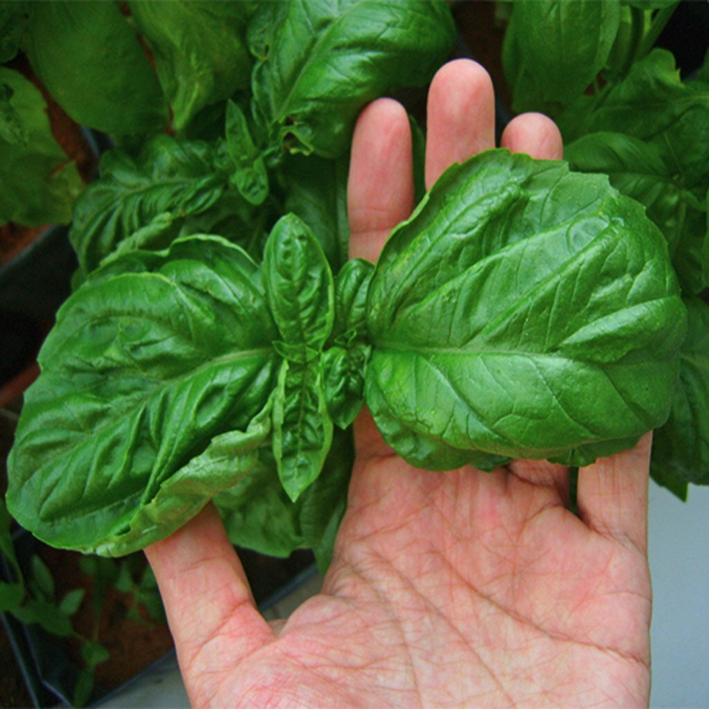 200 ITALIAN LARGE LEAF BASIL SEEDS ~ heirloomseedguy ~ 2024 ~ NON-GMO