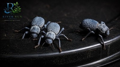 LIVE Blue Death Feigning Beetles   3 Pack   Asbolus Verrucosus   Desert Beetles