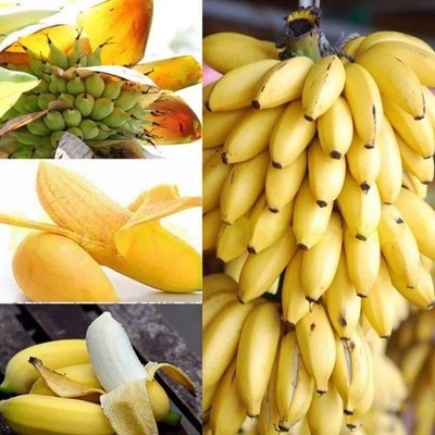 500Pcs Dwarf Banana Tree Se*eds Bonsai Plant Exotic Rare Fruits Garden Planting